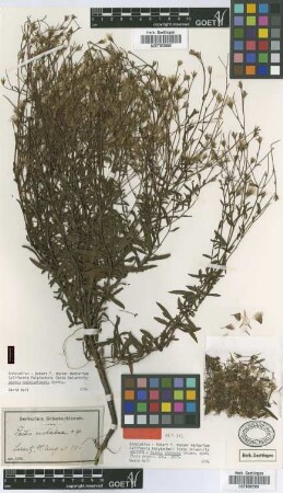 Pectis violacea Griseb. [syntype]