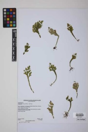 Selaginella haenkeana Spring