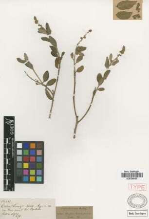 Croton lorentzii Müll.Arg. ex Griseb. [type]