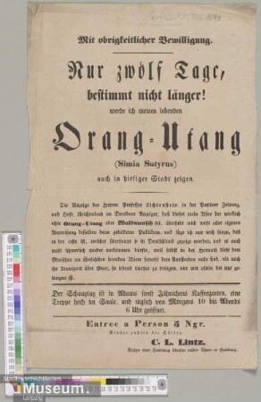 Orang-Utang