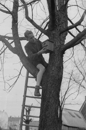 Schüler mit einem Vogel-Nistkasten : Schüler beim Anbringen des Nistkastens an einem Baum