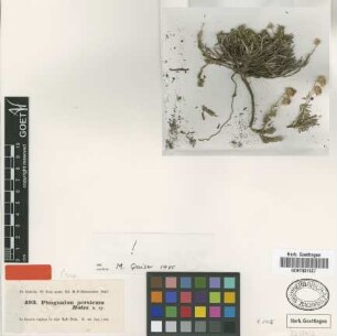 Phagnalon persicum Boiss. [type]