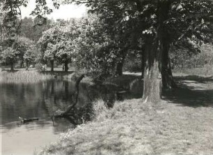 Moritzburg. Kastanien am Schloßteich
