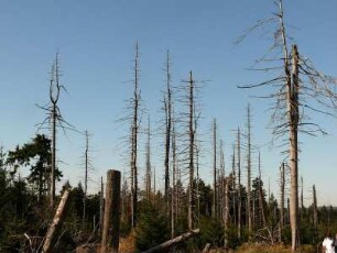 abgestorbener Nadelwald im Nationalpark Hochharz am Brocken