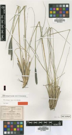 Crypsinna stricta E.Fourn.