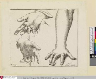 [Hand- und Armstudien]