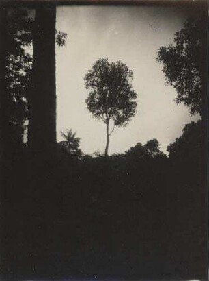 Campherbaum Botanischer Garten von Rio de Janeiro