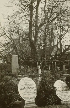 Annaberg-Buchholz. Alte Linde auf dem Friedhof