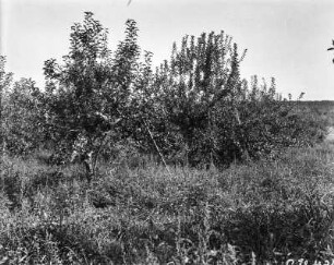 Obstgarten : Bäume eines Obstgartens.