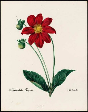 Veränderliche Georgina (Georgie) : Veränderliche Georgina (Georgia variabilis D.). Lithhografie, koloriert. Blatt 22 aus: Clarot, Johann Baptist: [Abbildungen von Pflanzen]. [S.l.]: , [circa 1830]. Dresden: SLUB Botan.465