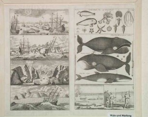 Walfangszenen (2 Blätter mit acht Walfangszenen nach Friedrich Martens)