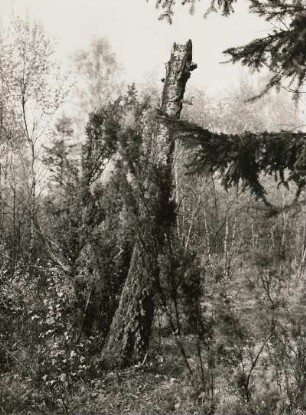 Naturschutzgebiet Rothstein bei Löbau. Gemeiner Wacholder (Juniperus communis), auch Heide-Wacholder und Europäische Eibe (Taxus baccata), auch Gemeine Eibe im Birkenbestand