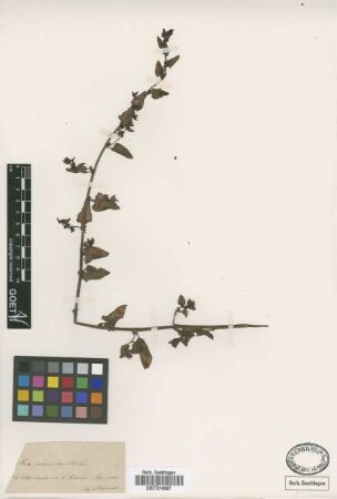 Beta procumbens C. Sm.