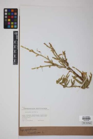 Lycopodium clavatum clavatum L.