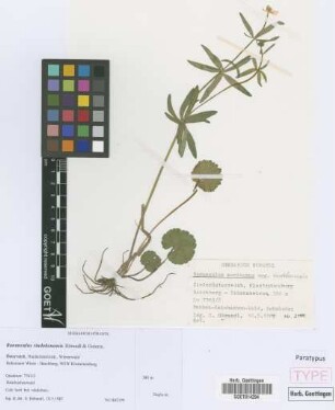 Ranunculus auricomus agg.