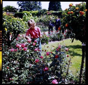 Insel Mainau: Gärtnerin beschneidet Rosen