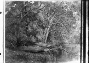 Ufer mit alten Weiden. Öl auf Leinwand (m. Rahmen). um 1915