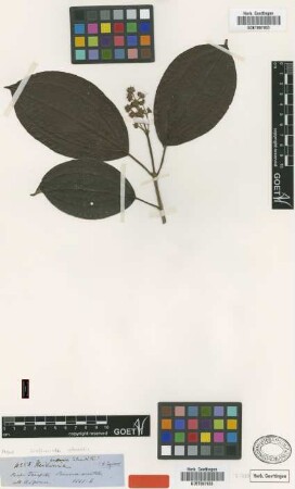 Graffenrieda intermedia Triana [type]