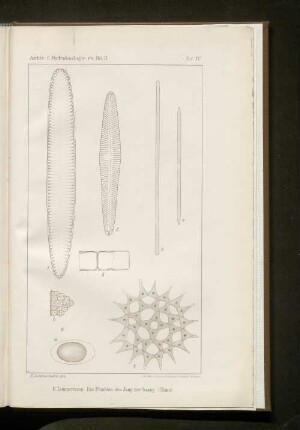 Das Plankton des Jang-tse-Kiang (China).