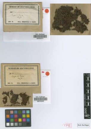 Macromitrium carionis Müll.Hal. [isotype]