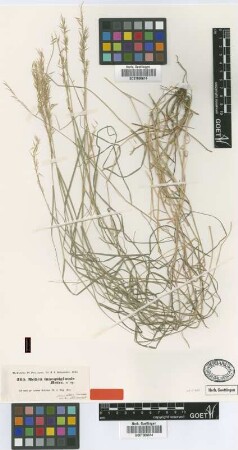 Melica inaequiglumis Boiss. [type]