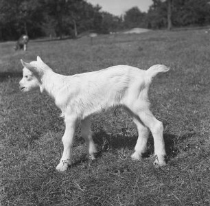 Long Island, Triangle Farm, Zicklein