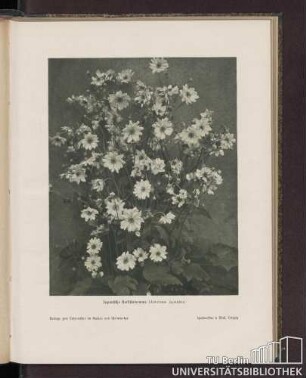 Japanische Herbstanemone (Anemone japonica)