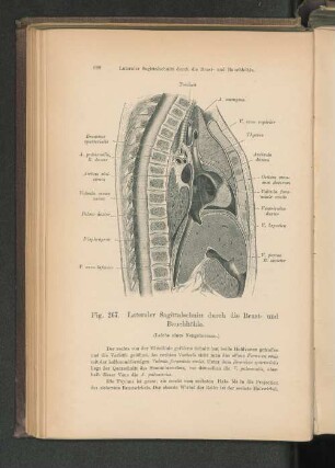 Fig. 267. Lateraler Sagittalschnitt durch die Brust- und Bauchhöhle.