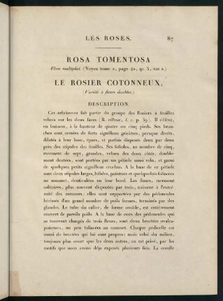 87-88, Rosa Tomentosa (Flore multiplici.) Le Rosier Cotonneux (Varieté à fleurs doubles.)