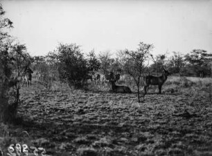 Wasserböcke und Zebras : Blick auf drei Wasserböcke im Vordergrund. Weiter hinten einige Zebras.