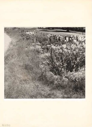 Bundesgartenschau 1955, Kassel: Blumenbeet mit Iris