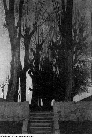 Weidenbäume bei Nacht