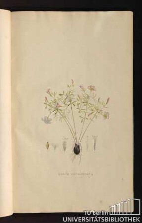 [Tab. 14.] Oxalis versicolor, L.