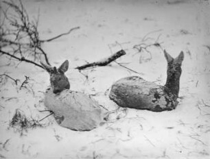 Zwei Rehe im Schnee liegend