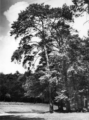 Bäume. Baumgruppe in Hessen