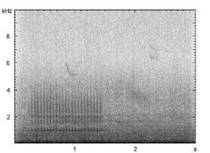 Kleinspecht | Dendrocopos minor - Trommeln
