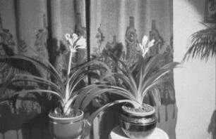 Zweiter Weltkrieg. Auf Heimaturlaub. Schmucklilien (Agapanthus) als Topfpflanzen in der elterlichen Wohnung