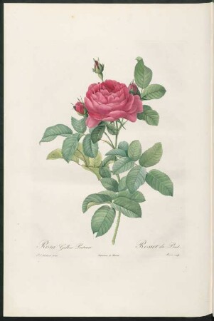 Rosa Gallica Pontiana. Rosier du Pont. Bessin sculp.