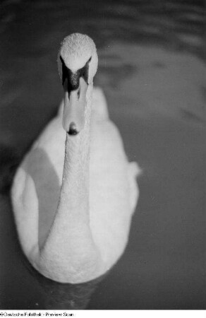 Schwan