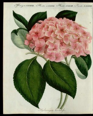 Chinesische Blumen.
