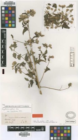 Eupatorium patens Don var. rhodolaena Griseb.[type]