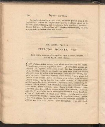 Tab. XXVIII. Fig. 2.3: Testudo Signata. Wallb.