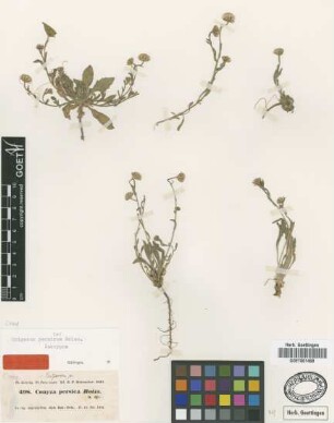 Conyza persica Boiss. [isotype]