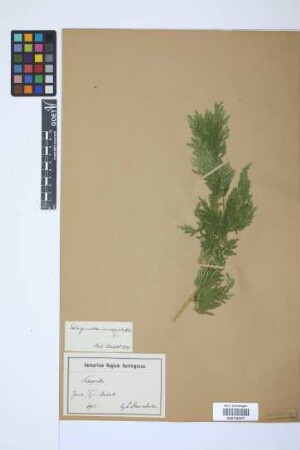 Selaginella inaequalifolia (Hook. & Grev.) Spring