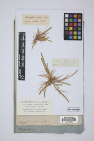 Brachypodium loliaceum P. de B.