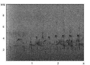 Haubentaucher | Podiceps cristatus - Ruf