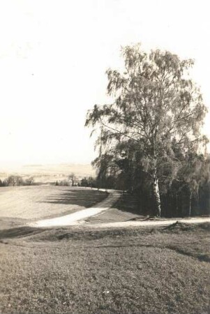 Elbtallandschaft. Birke am Borsberg bei Pillnitz. Blick zum Elbsandsteingebirge