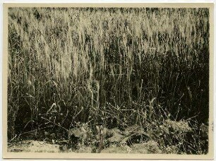 guter Weizen, gutes Land, südl. v. kaaman-Strasse, vorn Liffete [el-bak'a]