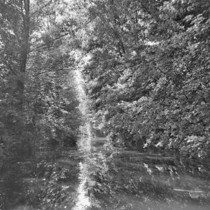 Trotzkefließ in Leipe. Bäume spiegeln sich im Wasser des Flusses. : Groble w Lipjem. Štomy špiheluja so we wodźe rěki.