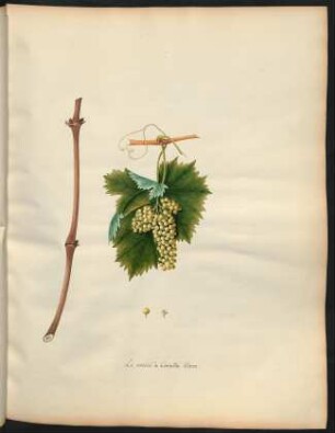 5. Le raisin de Corinthe blanc